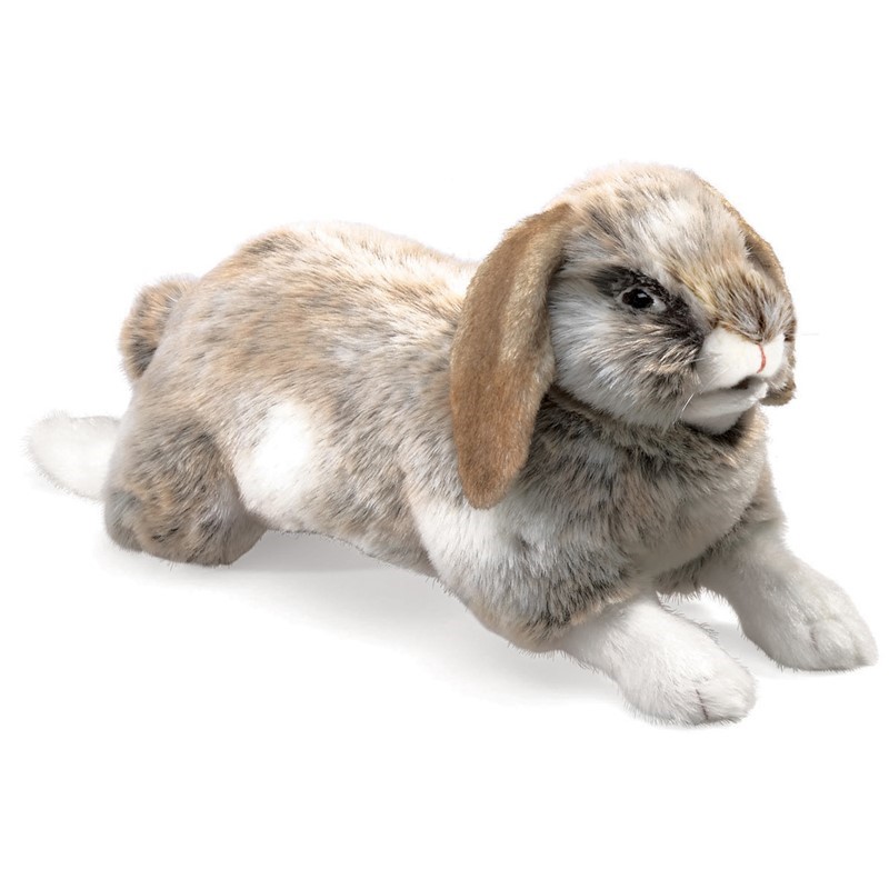 Holland Lop Rabbit Holland Lop Rabbit 