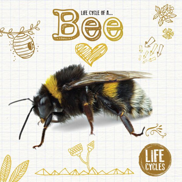 Lifecycle of a Bee (PB) Lifecycle of a Bee (PB