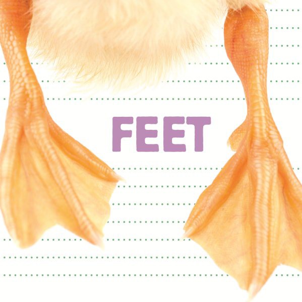 Feet (BD) Feet (BD)
