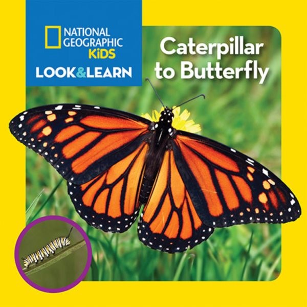 Look & Learn: Caterpillar to Butterfly (BD)