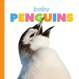 Baby Penguins (BD)